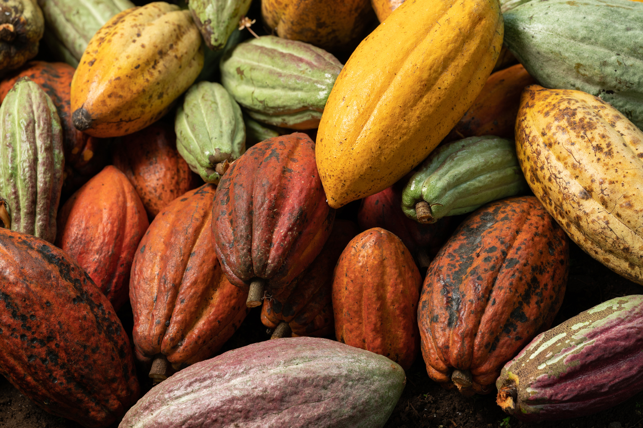 Bright colorful cacao plant pod background